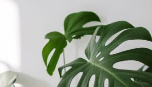 Planta ornamental en consultorio facial